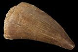 Mosasaur (Prognathodon) Tooth - Morocco #101051-1